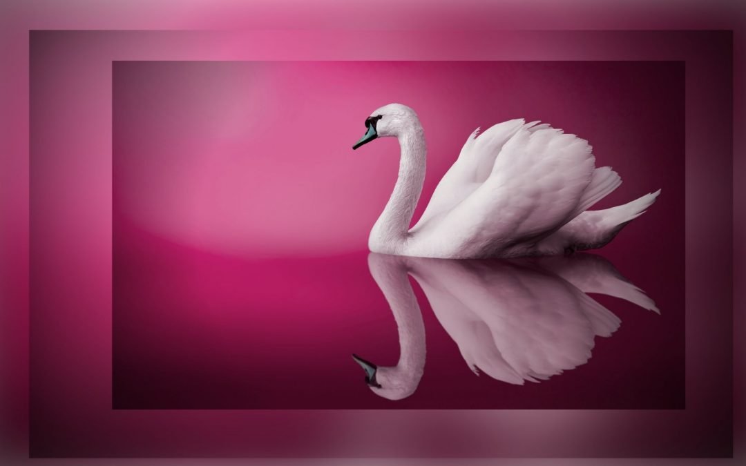 The Hippo and the Swan: A Love Story