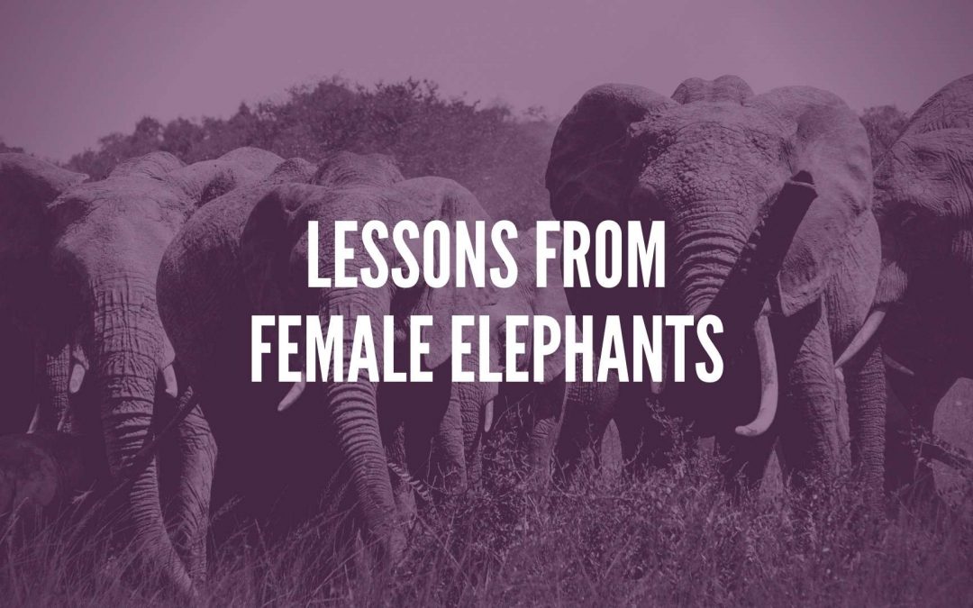 Lessons From Female Elephants
