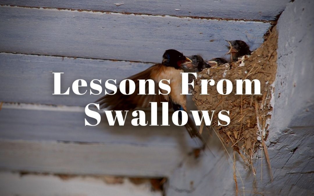 Lessons from the Swallows