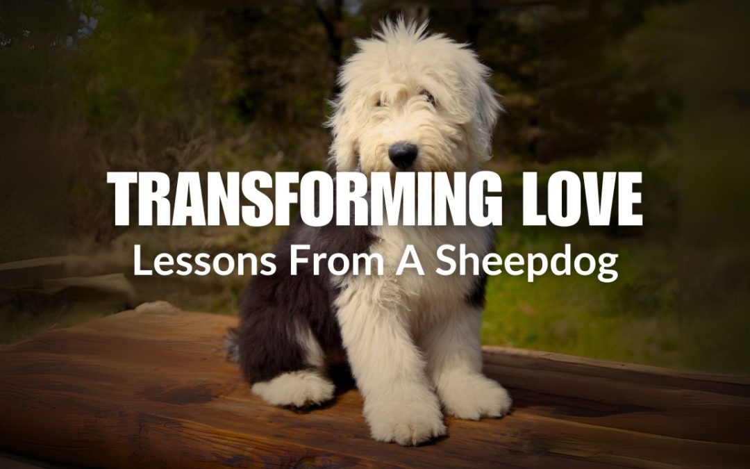 Transforming Love: Lessons From a Sheepdog